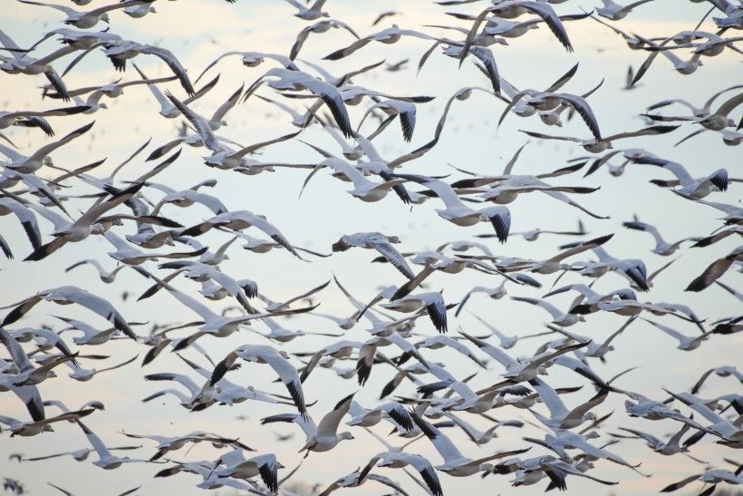 Snow geese by Jim Moffett Photography.