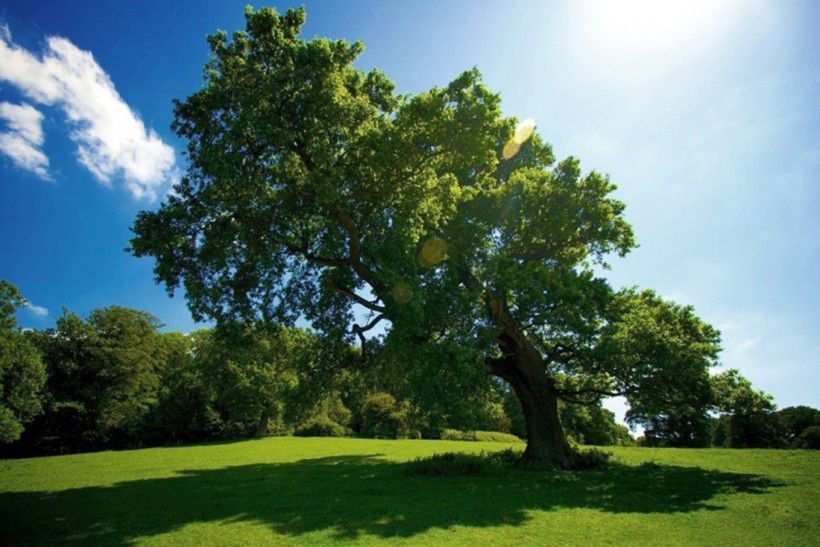 leaning tree