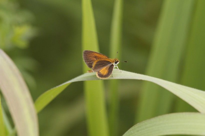 Least skipper. Photograph by Holly Merker