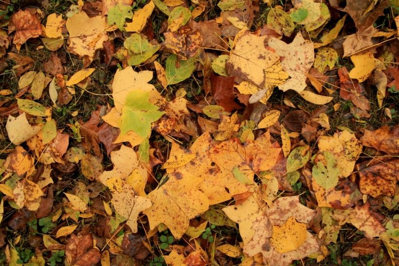 Fall leaves at the Laurels Preserve, land protected by the Brandywine Conservancy