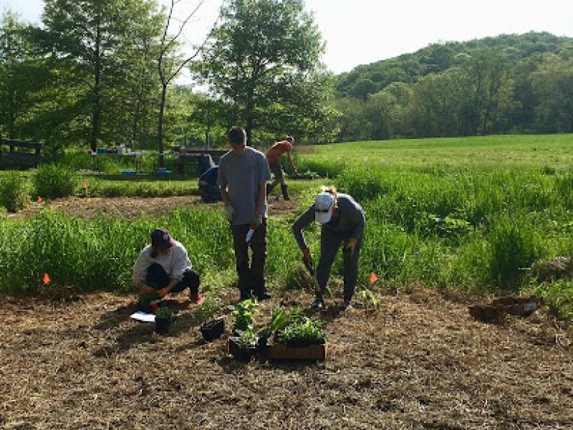 Chase Yeomans, an Eagle Scout candidate with Troop 22 of Unionville, PA, planting in the Laurels Preserve