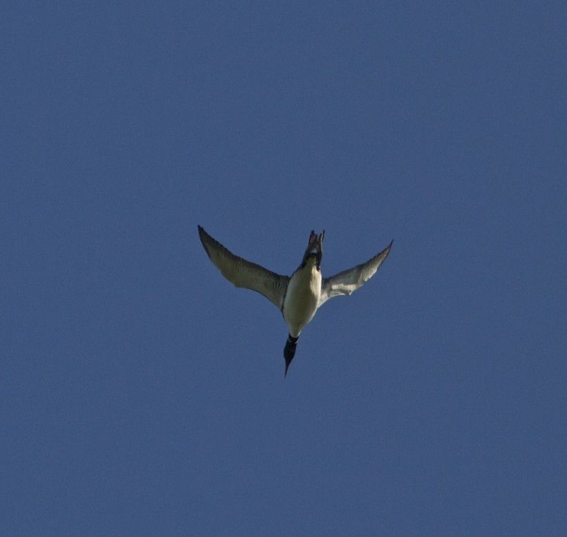 Common loon, in flight. Photo by Holly Merker