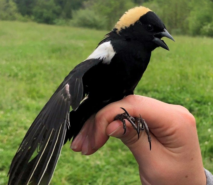 Male bobolink. Photo by Alison Fetterman