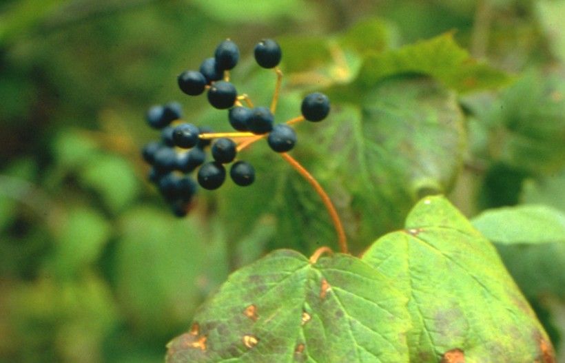 Maple-leaf viburnum 