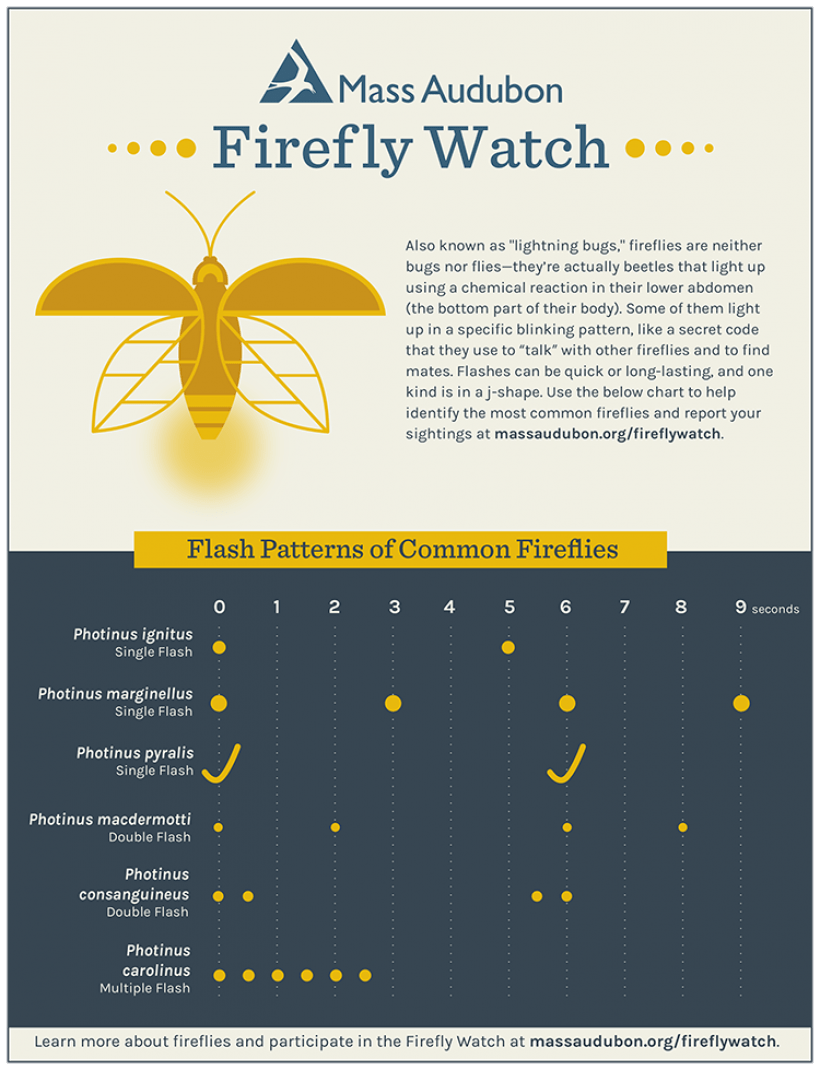 Mass Audubon Firefly Chart