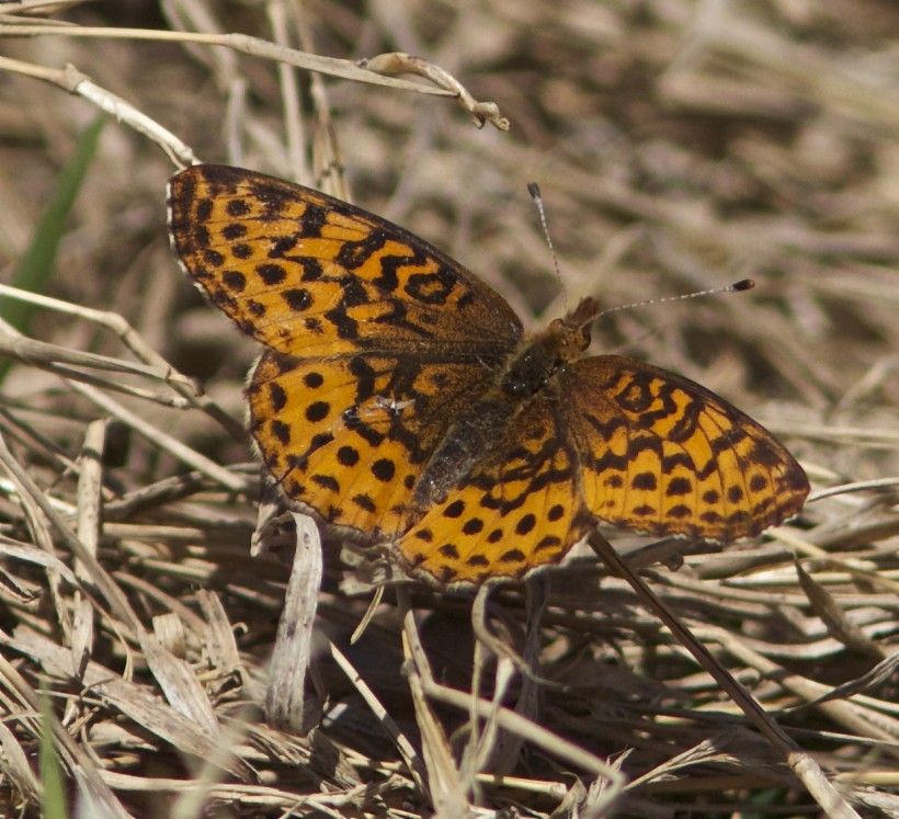 Meadow Fritillary (Boloria bellona)