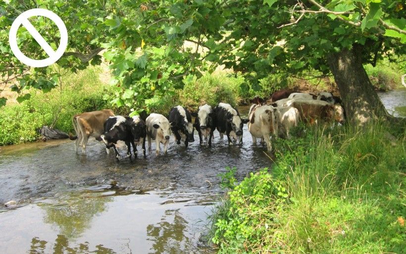 cows in stream