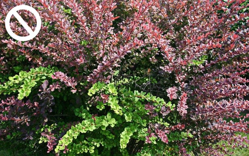 Japanese Barberry