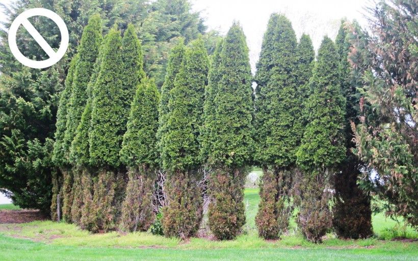 Deerbrowse arborvitae