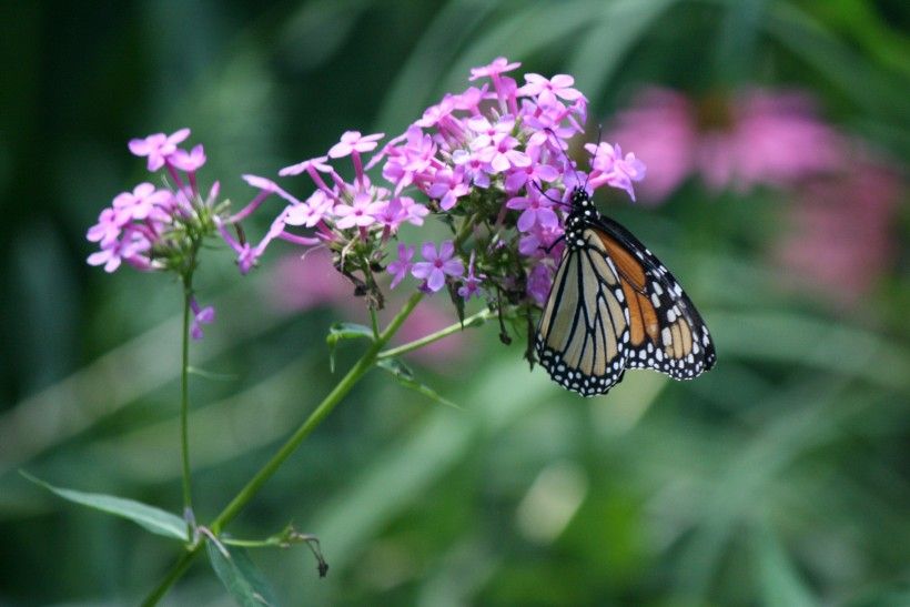 Monarch Butterfly 