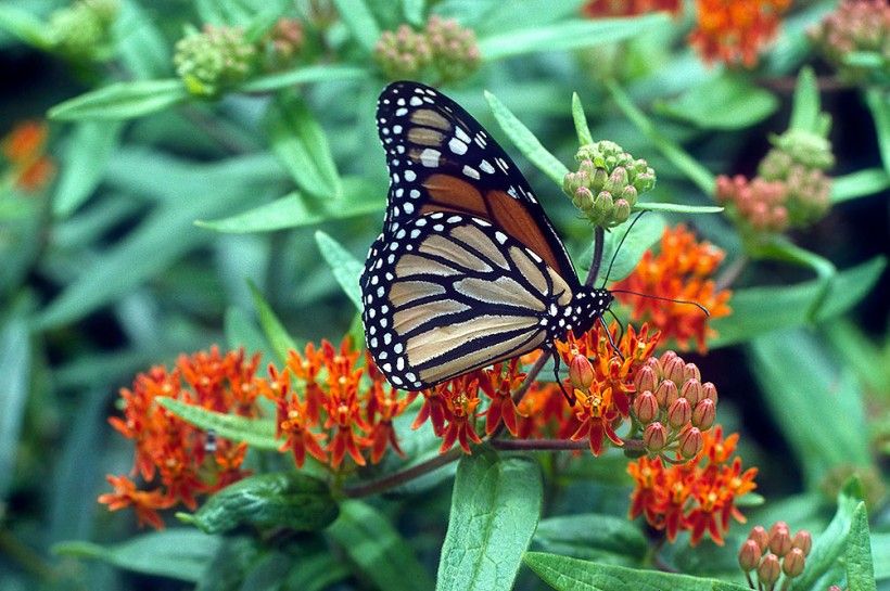 Monarch. Photo by Mark Gormel