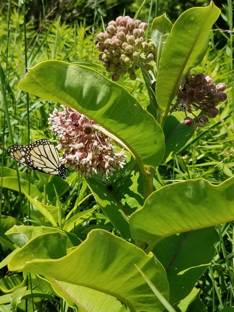 Monarch butterfly on plant