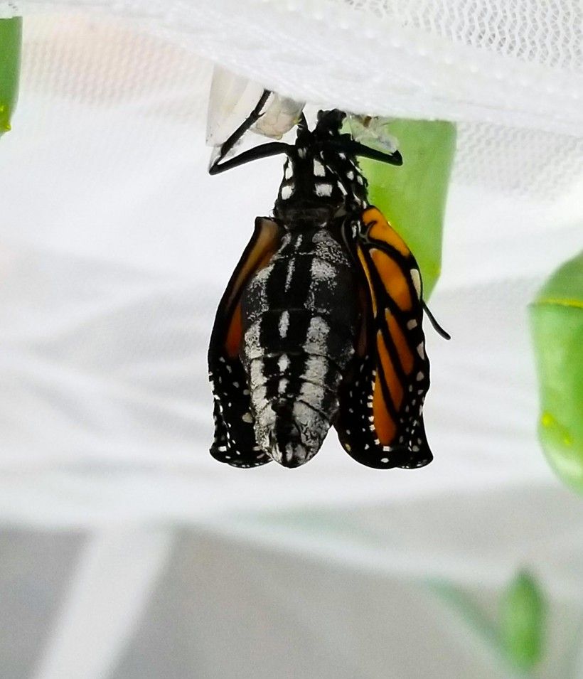 A monarch emerges from its chrysalis that was formed on the top of a butterfly enclosure. Photo by Melissa Reckner.