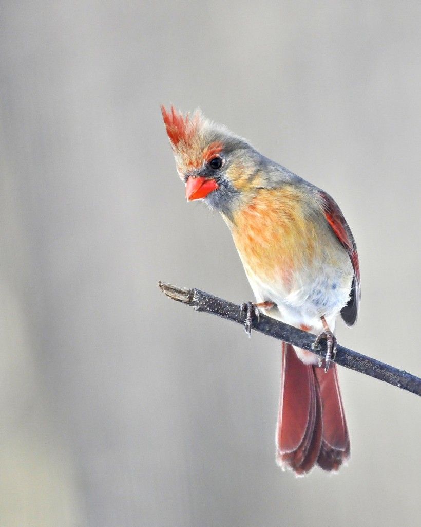 Northern Cardinal. Jim Moffett Photography