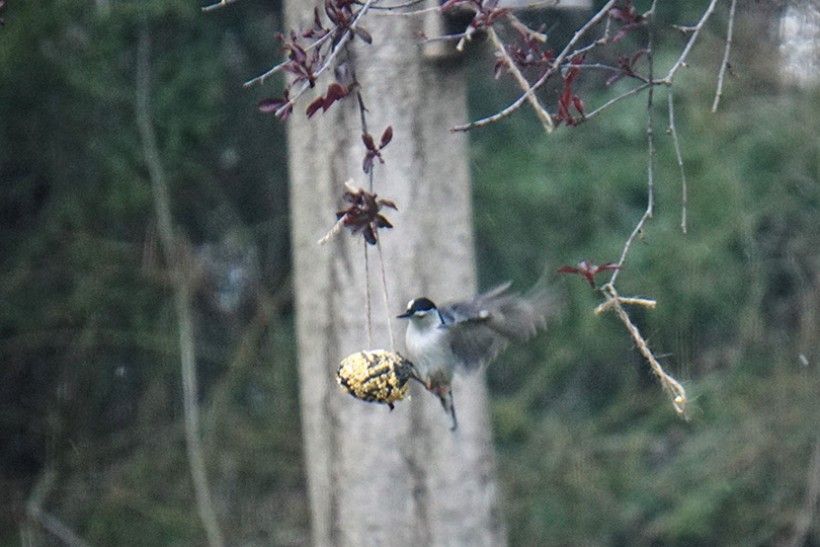 A white-breasted nuthatch lands on an egg