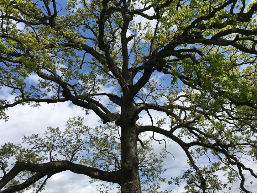 Oak tree