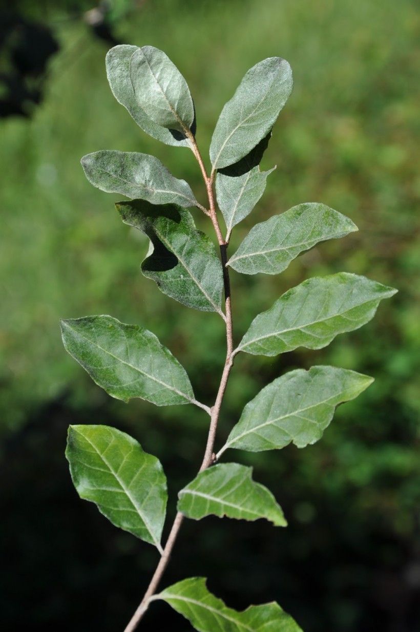 Russian olive, an aggressive invader of meadows, woodland edges and open areas.