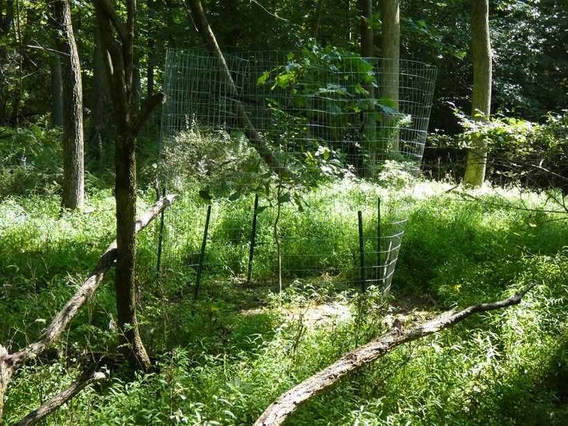 Swamp white oak, 2020 (note enlarged fence). Stiltgrass abounds in the woods but is weeded within the planting area.