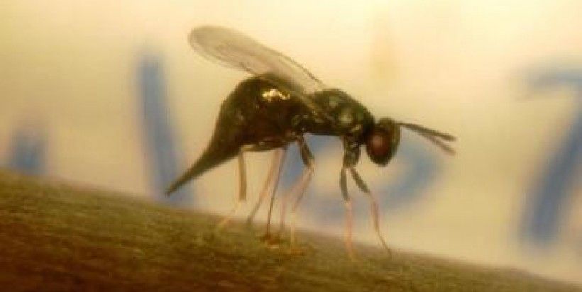 A parasitoid wasp laying eggs on an emerald ash borer larva in an ash log. Photo: Houping Liu, Michigan State University, Bugwood.org.