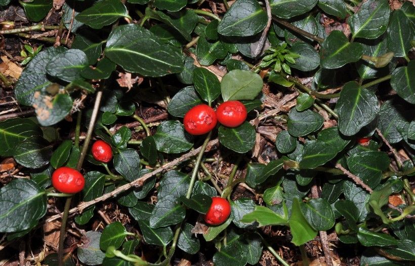 Partridgeberry