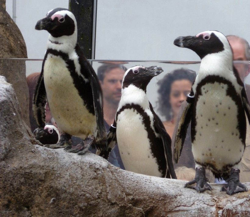 Penguins at the Pittsburgh Aviary. Photo by Melissa Reckner.