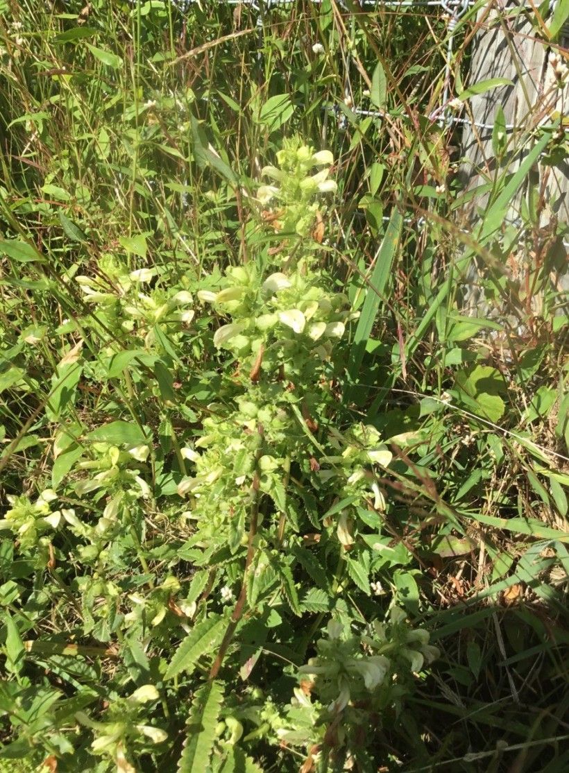 Swamp lousewort (Pedicularis lanceolata)