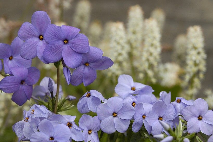 Creeping Phlox (Phlox Stolonifera)