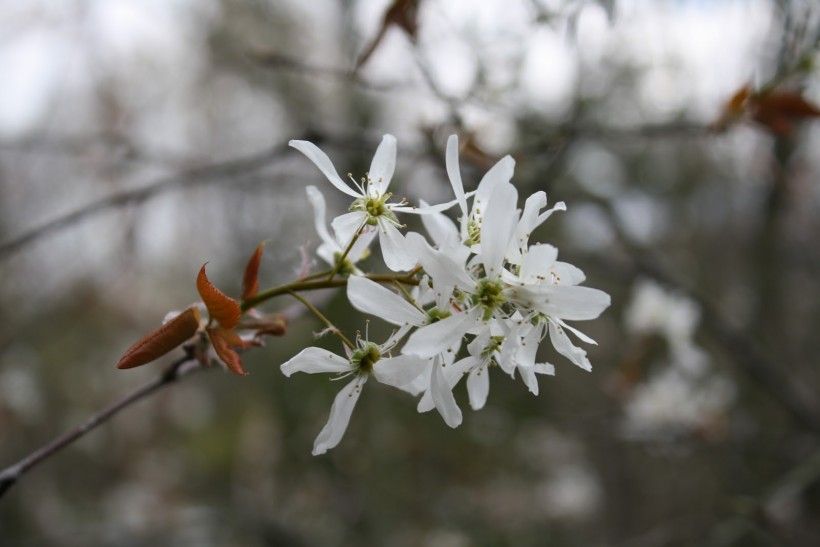 Shadbush in bloom. Photo by V. Wallace.