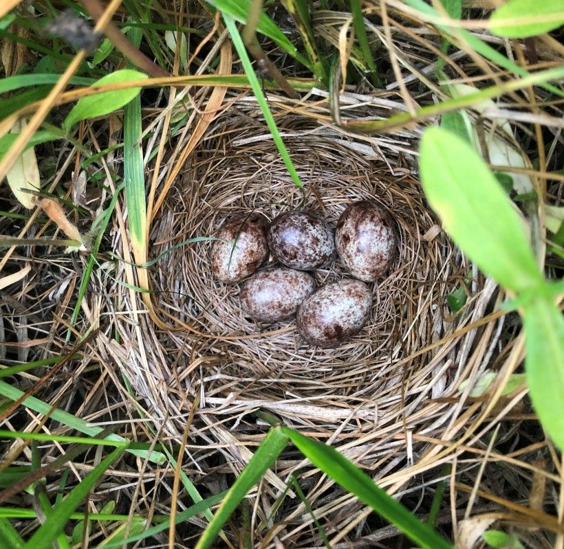 Bobolink nest with eggs. Photo by Michelle Eshelman.