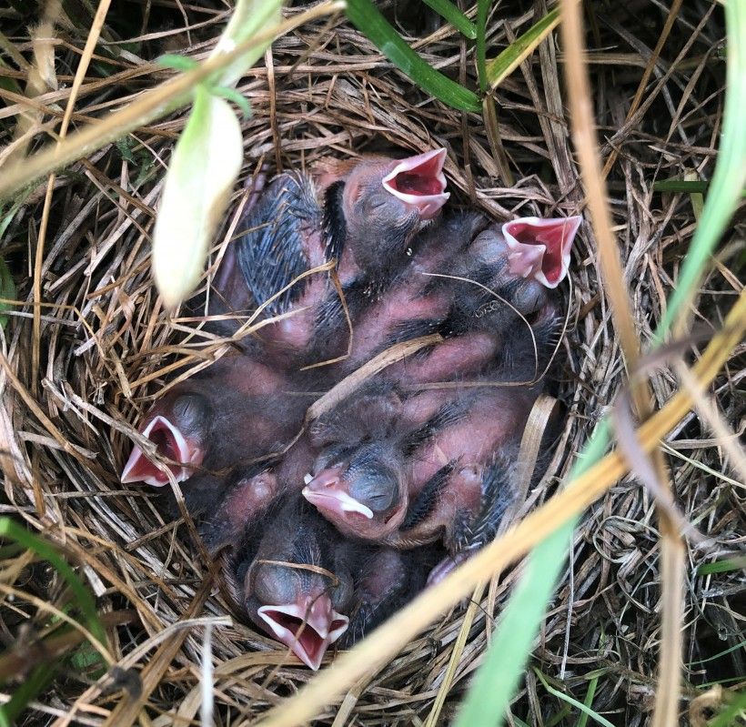 Bobolink babies. Photo by Zoë Warner.