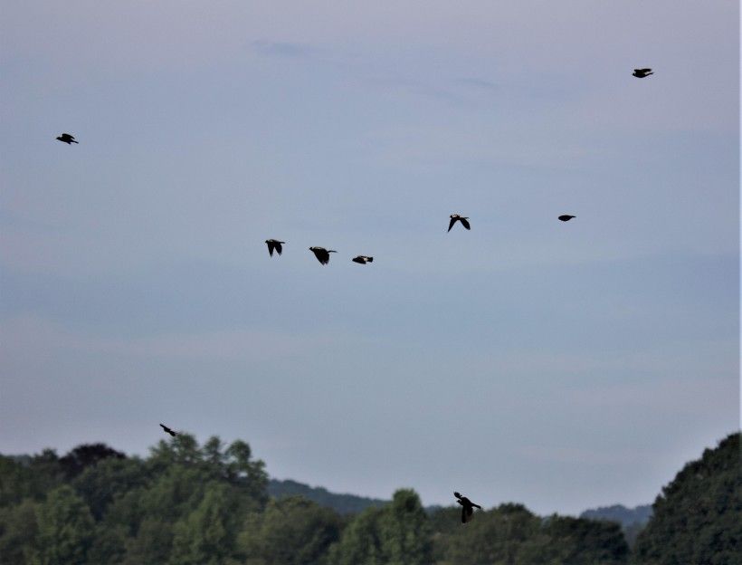 A flock of bobolinks flying together. Photo by Michelle Eshelman.
