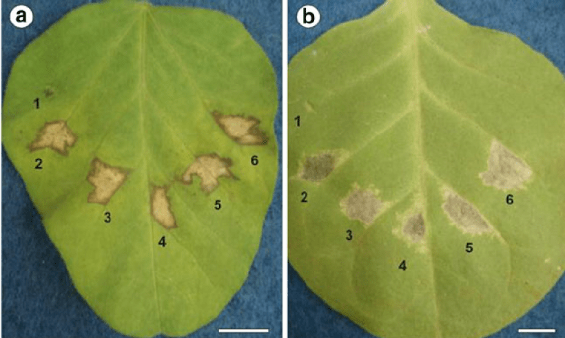 Tobacco (A) and soy leaves (B) showing hypersensitive response. Photo via Scientific Figure on ResearchGate.