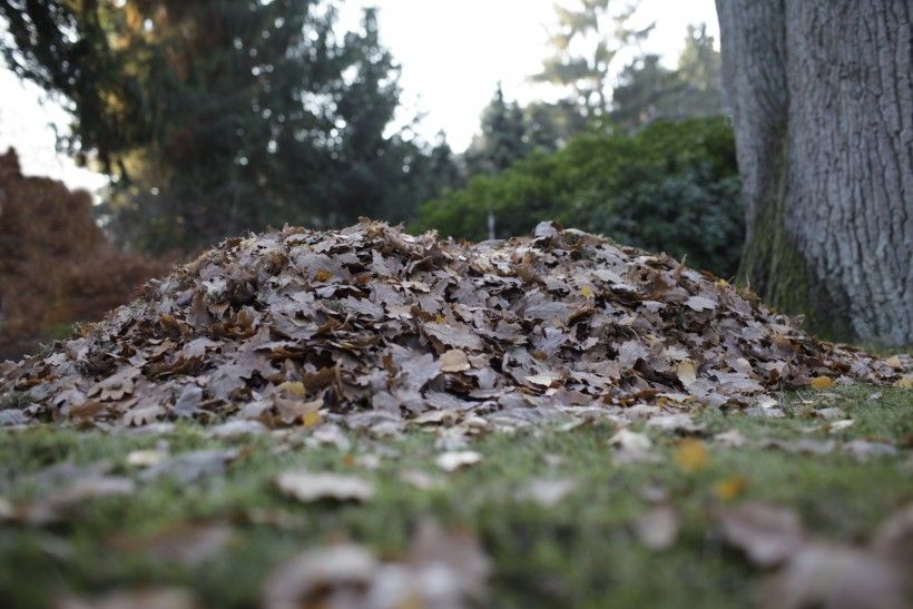 Via Wikimedia Commons Pile of leaves