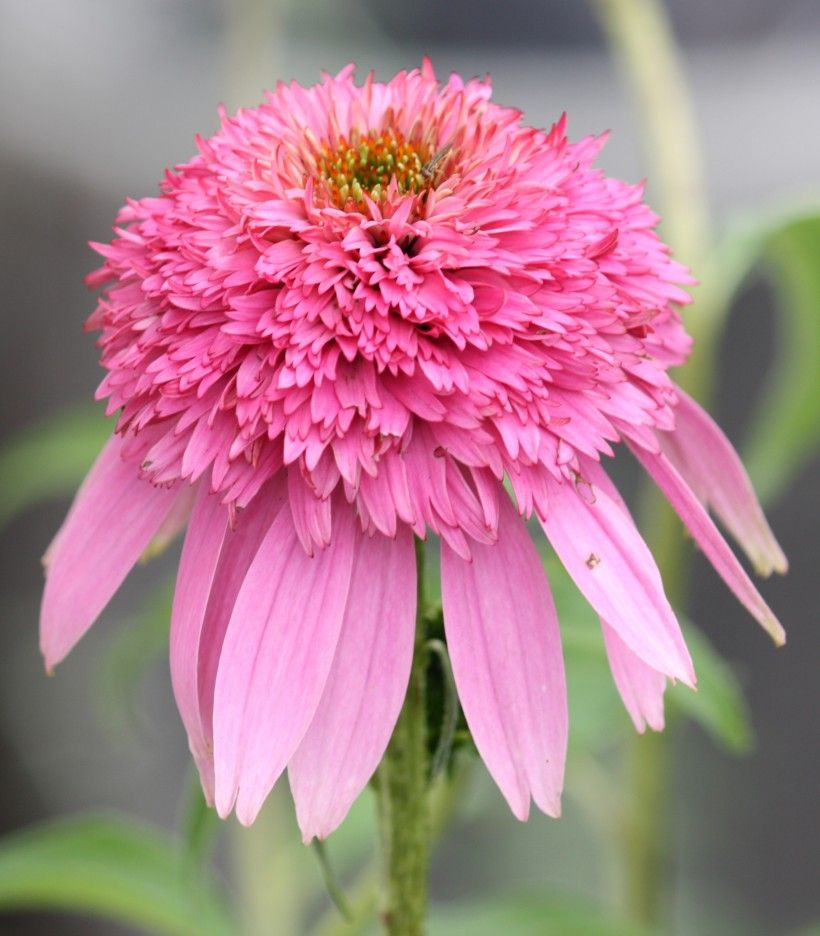 ‘Pink Double Delight’ coneflower (Echinacea purpurea). Image via Wikimedia Commons.