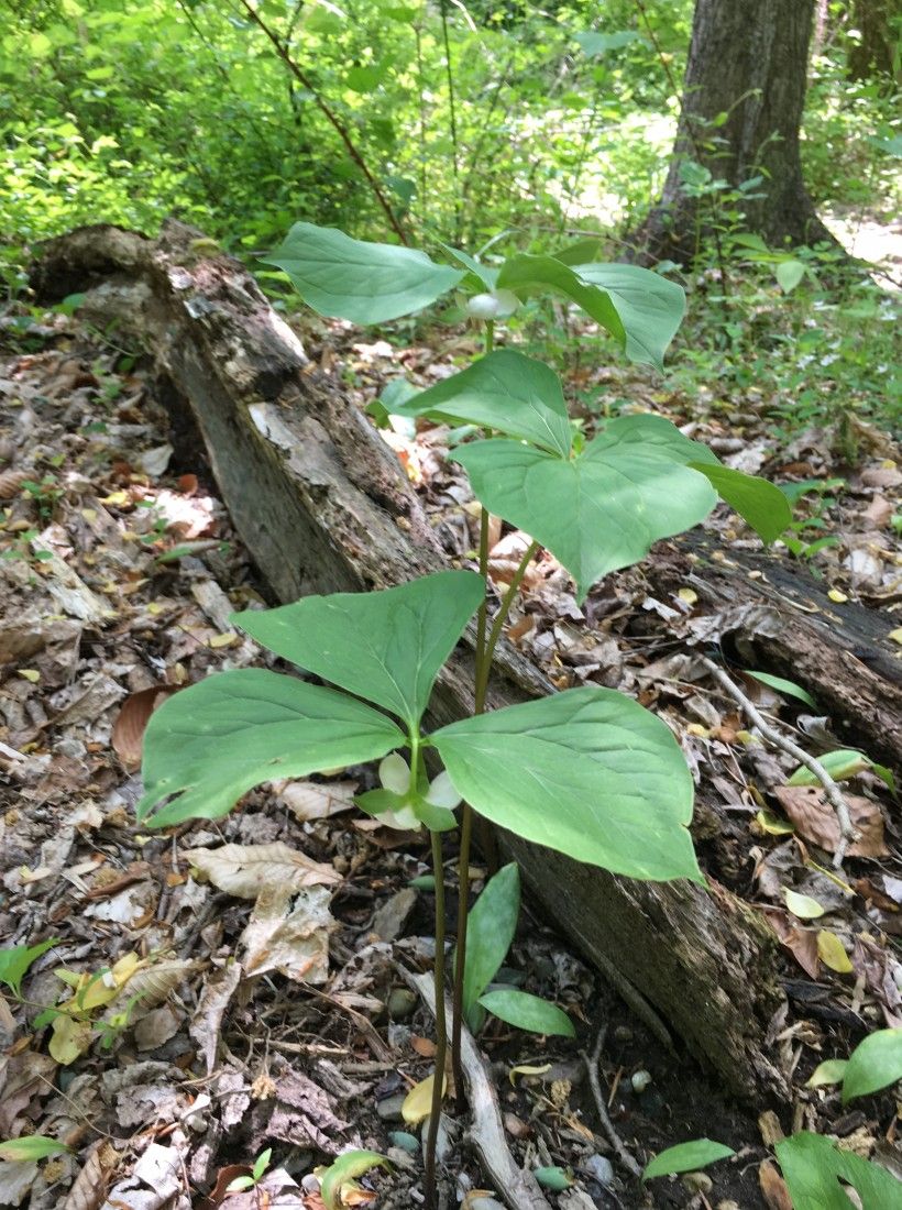 Nodding trillium (Trillium cernuum)