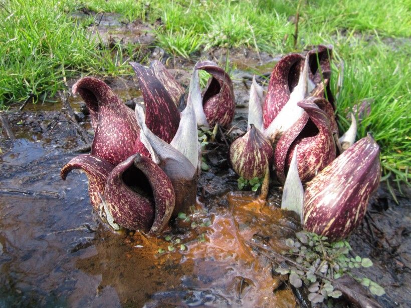 The hooded spathe of skunk cabbage holds a spadix with flowers. Skunk cabbage needs wet feet, so it can be seen following the line of a hidden creek.