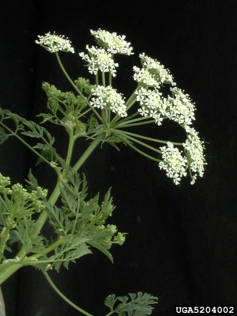 Poison hemlock (Conium maculatum) flowers.