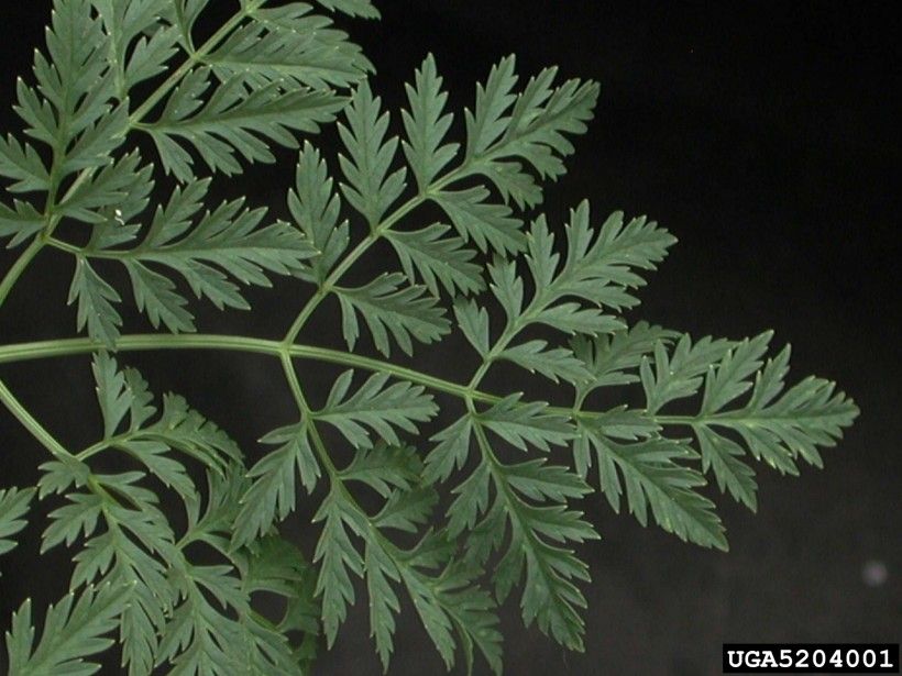 Poison hemlock (Conium maculatum) foliage.