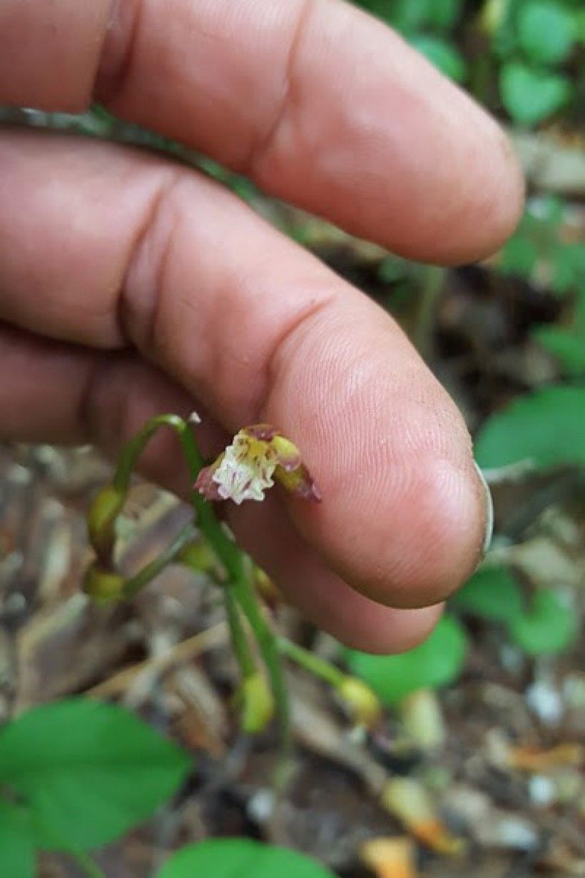 Puttyroot flower (Aplectrum hyemale). Photo by Grant Folin, Brandywine Conservancy.