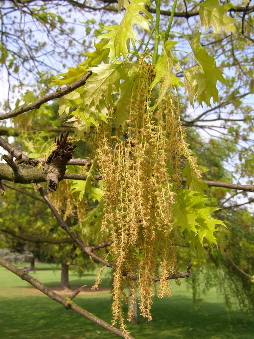 Red oak flower. Image by Imc, via Wikimedia Commons. 