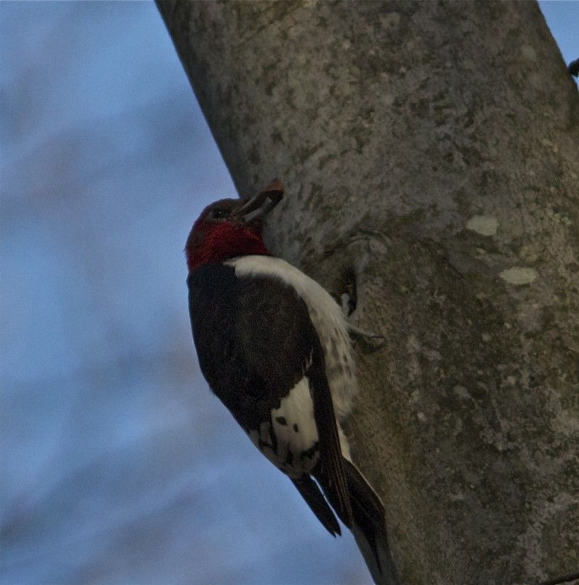 With a beech nut. Photo by Holly Merker.