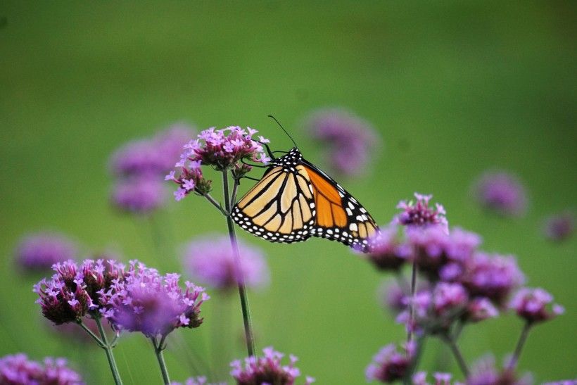 Released Monarch butterfly. Photo by Melissa Reckner.