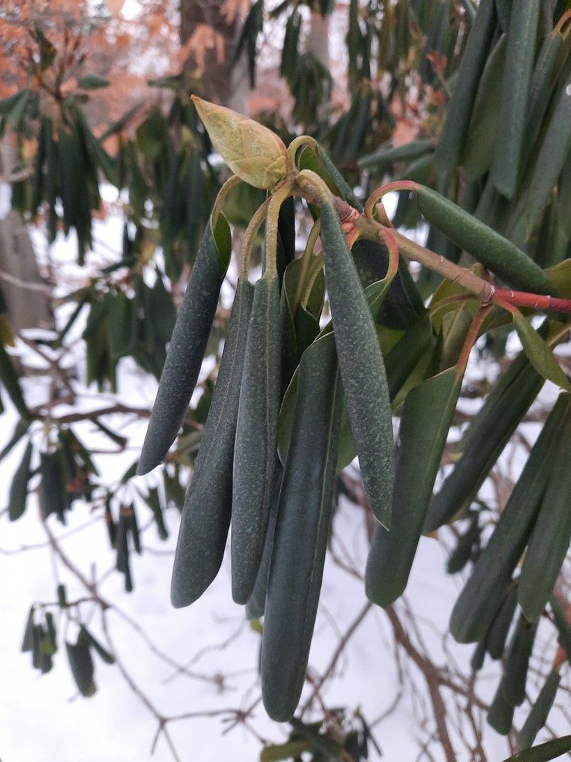 Rhododendron leaves at 16 degrees F.