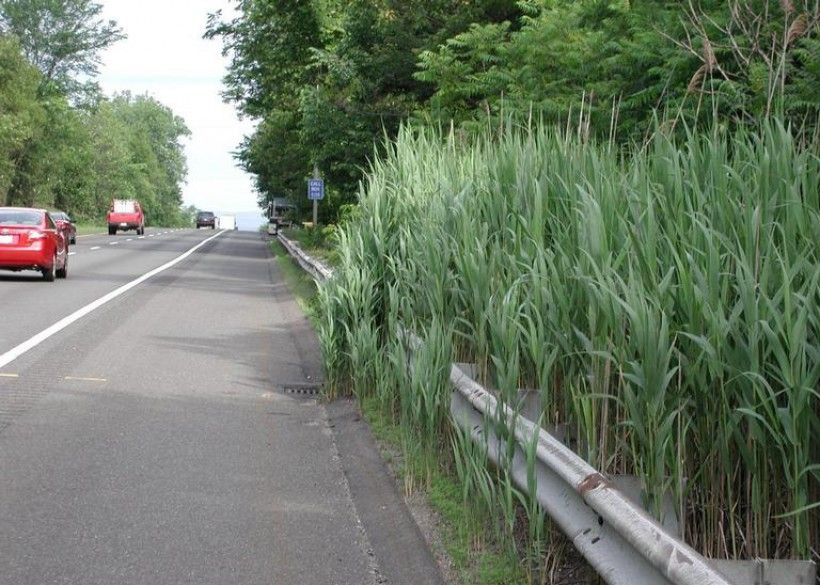 Roadside invasion of phragmites, Leslie J. Mehrhoff, University of Connecticut, Bugwood.org