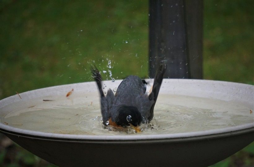 A robin closes his eyes and seems to take a bow.