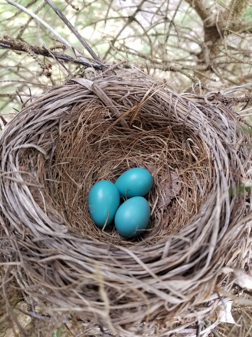 A clutch of robin eggs.