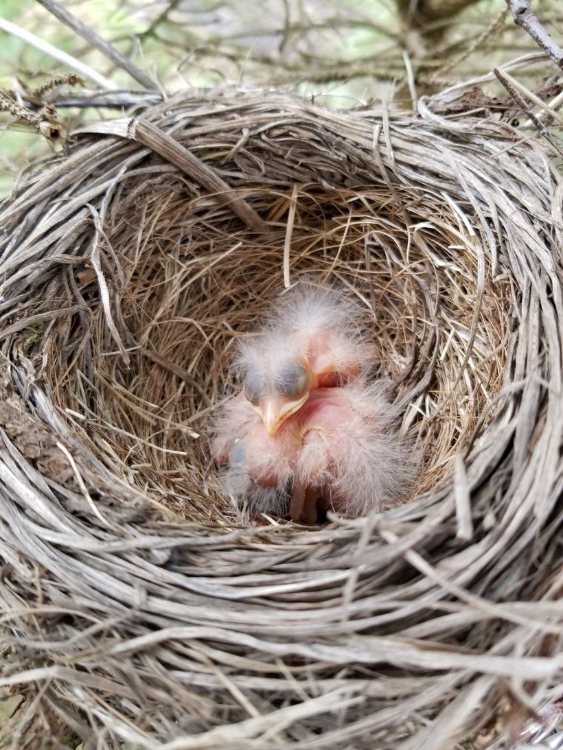 Hatchlings, day two. 