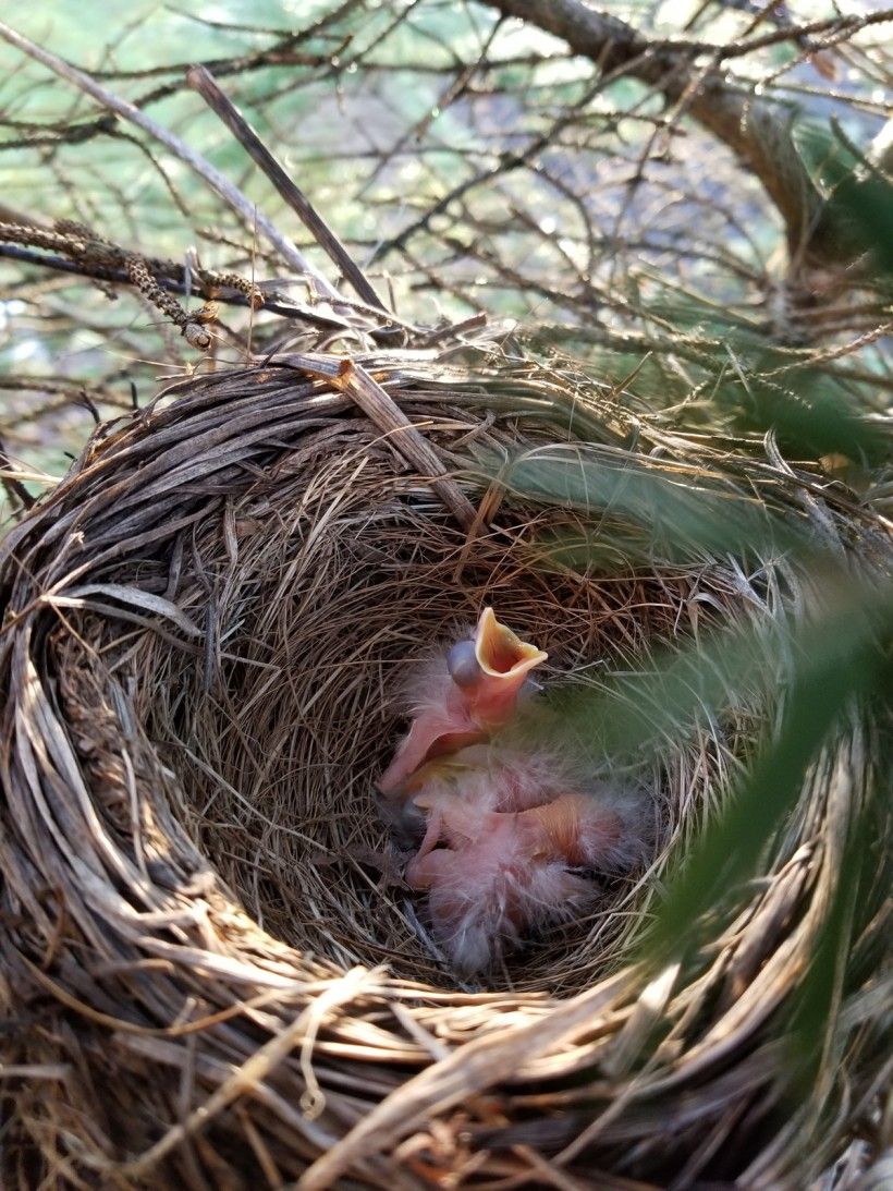 Hatchlings less than 18 hours old. Photo by Melissa Reckner.