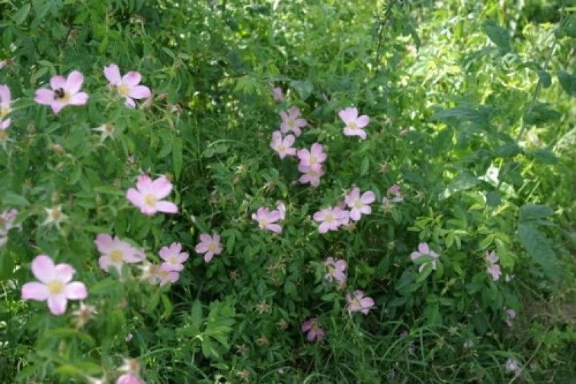 Rosa virginiana.