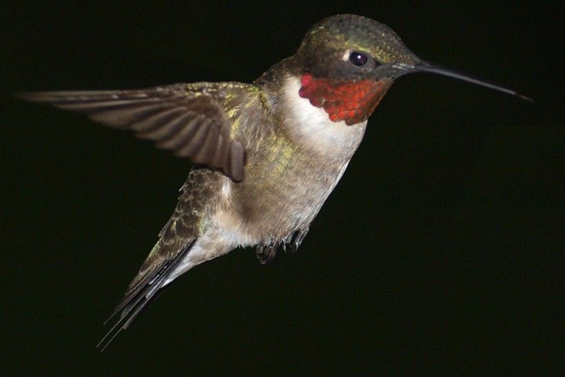 Hummingbird flying at night